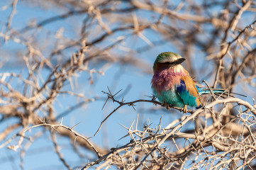 Closeup of a Lilac Breasted Roller - Coracias caudatus- sitting on a tree branch, in Etosha National Park.