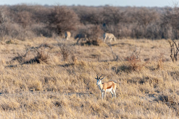 One Impala - Aepyceros melampus- closely attending its surroundings in Etosha National Park, Namibia.