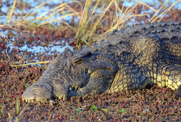 A large crocodile basks in the sunshine