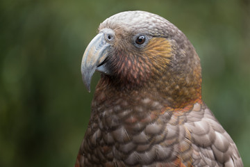 A kaka is standing side on to the camera