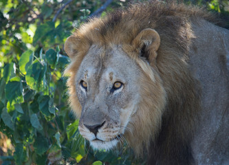 A male lion is watching, seeing all around him