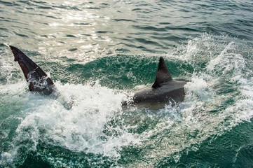 Obraz premium Great White Shark (Carcharodon carcharias) in ocean water an attack. Hunting of a Great White Shark (Carcharodon carcharias). South Africa