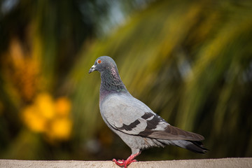 Portrait of a Bird