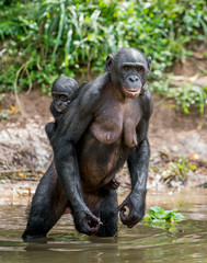 Close up Portrait of Bonobo Cub on the mother's back in the water. Natural habitat. The Bonobo ( Pan paniscus), called the pygmy chimpanzee. Democratic Republic of Congo. Africa