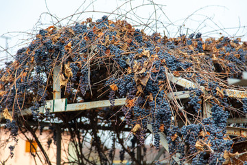 Black grapes on a metal fence