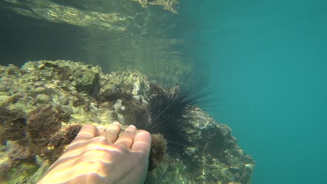 4K Viewing a hand holding rock and sea urchins close to it