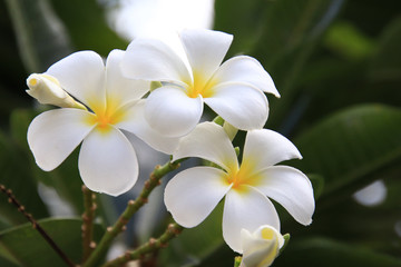 Obraz na płótnie Canvas Beautiful group of White plumeria (frangipani) blooming in the morning,Bright white yellow plumeria flowers as a floral background