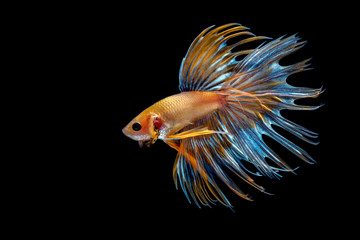 Fototapeta premium Siamese fighting fish, Beautiful style of betta splendens, isolated on a black background.