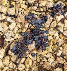 Black grapes on crushed stone in the fall