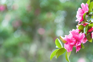 山茶花・ピンクの花イメージ素材 -...