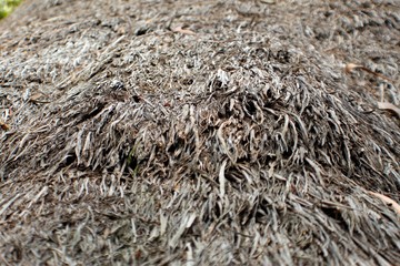 straw roof thatch texture