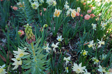 Carnation and Jonquilla daffodils flower garden park