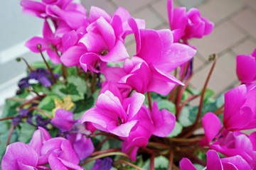 Fototapeta na wymiar Close up colorful Cyclamen flower plant