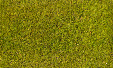 texture of green grass on the lawn, seamless