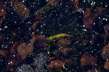 Smooth ice-covered surface of pond through which peep fallen autumn leaves, among the brown one bright green leaf. Texture, background.
