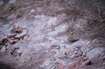Painted Sandgrouse or Pterocles indicus near waterhole to quench the thirst in winters at jhalana forest reserve, jaipur, rajasthan, india
