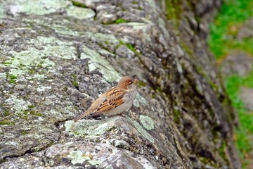 Sparrow bird stands on stone covered with moss and lichen.