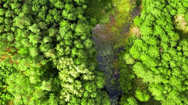 Top dowm view of river, swamps and forest in summer