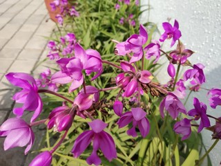 purple color flowers on my garden area 