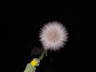 Closeup shot of White flower on black background 
