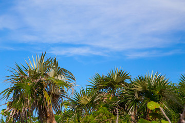   Sky with clouds through the palm trees.Horizontally.