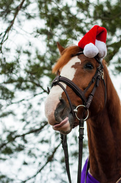Horse Christmas Hat Images – Browse 2 
