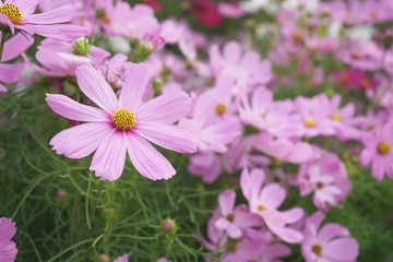 Obraz premium Beautiful pink cosmos flower blooming in backyard garden
