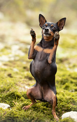miniature pinscher in nature
