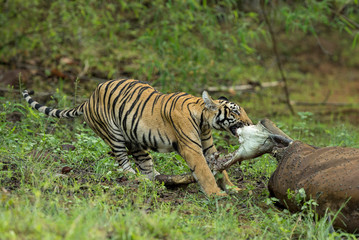 Tiger eating meat, Panthera tigris, Tadoba, Chandrapur, Maharashtra, India