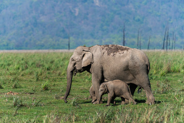Protecting mother elephant, Dhikala, Jim Corbett National Park, Nainital, Uttarakhand, India