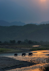 Obraz premium Elephants crossing Ramganga, Dhikala, Jim Corbett National Park, Nainital, Uttarakhand, India