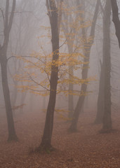 Hoia Baciu Forest -World’s Most Haunted Forest with a reputation for many intense paranormal activity and unexplained events. Most Haunted European Forest in Cluj-Napoca, Transylvania, Romania