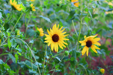 desktop wallpaper of sunflower