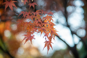 晩秋の楓 背景ボケ