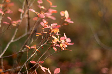Fototapeta premium autumn orange blueberry bushes in the forest in the sun. Northern nature. Selective focus