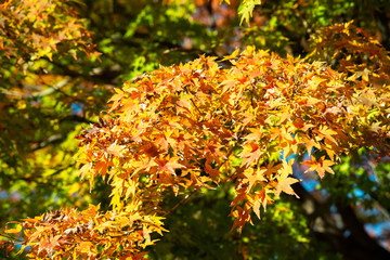 橙に紅葉する楓