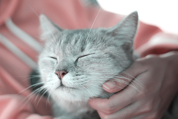 Sleeping cat while Asian woman hand touch stroking chin with gentle , relaxation happy time