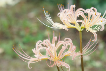 淡いピンクの彼岸花