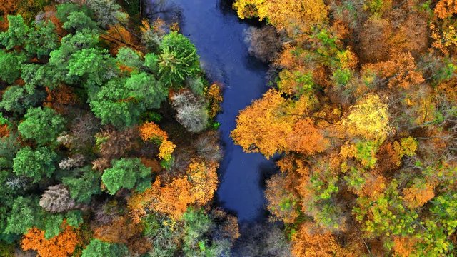 River and yellow autumn forest, view from above