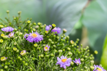 Symphyotrichum novi-belgii or American aster, purple lilac garden ornamental flower. Large green bush Symphyotrichum blossom. Background backdrop wallpaper copy space