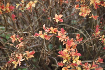 Flame shape spiraea japonica firelight
