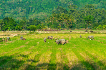 Naklejka na ściany i meble Egret and Cows herd eating grass in the nature field at countryside of Thailand. Natural grow of animal.