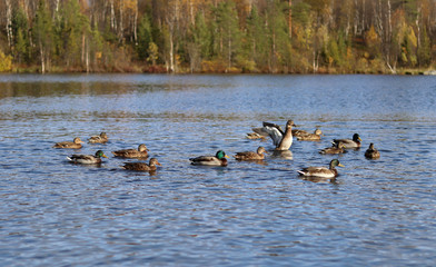 Brown ducks and drakes with green necks swim in a blue lake in Sunny weather. Selective focus. Observation of the life of birds. Autumn landscape