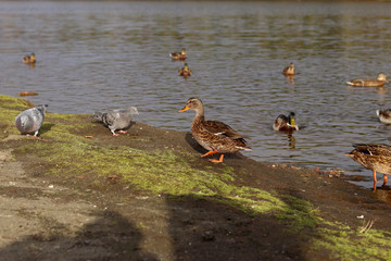 A beautiful brown duck came ashore in search of food. Sunny weather. Group of ducks swimming in the lake. Selective focus