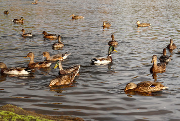 Brown ducks swim in the lake in Sunny weather.  Observation of the life of birds. Autumn landscape.Selective focus.