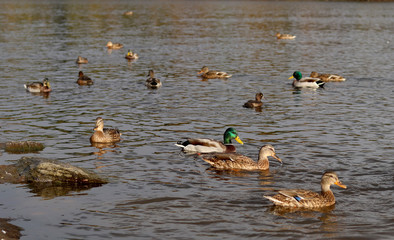 A beautiful Drake with a green neck swims in the lake among the ducks. Selective focus. Sunny weather
