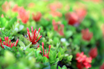 red flowers in the garden