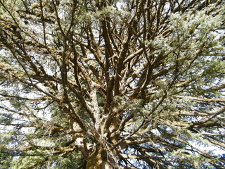 density of leaf and brunches in mountain tree is high. these photo was captured at Binsar forest in India.