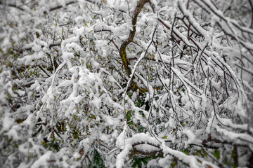 The first snow at the forest edge