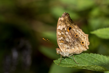 Small butterfly